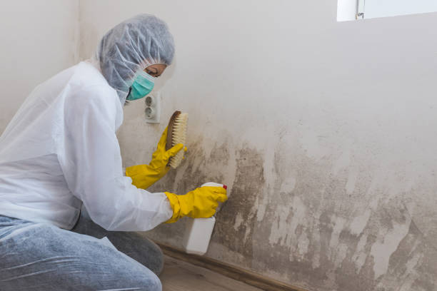 Best Mold Remediation for Healthcare Facilities  in Savanna, IL